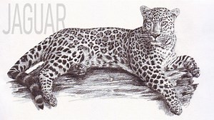 Amazing jaguar drawing tutorial that looks wild and real