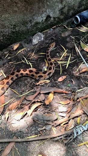 India's Most Deadliest Snake - Russell's Viper #shortsviral #wildliferescue #russellsviper