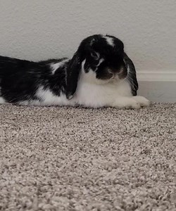 9.9K views · 389 reactions | TUESDAY TIPS! All about hiccups! We...