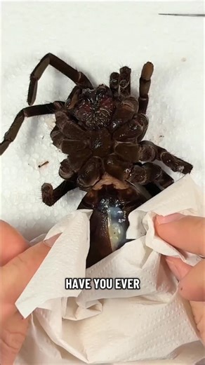 2.6M views · 17K reactions | Pinning a huge spider! ️ #spider#hugespider#tarantula#spidertaxidermy#pinningaspider#brachypelma#Pamphobeteus#Pamphobeteusantinous | EntomoBoxes.com | Facebook