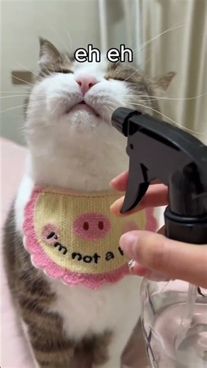eh eh sakadung kading padung ding by cats part 4