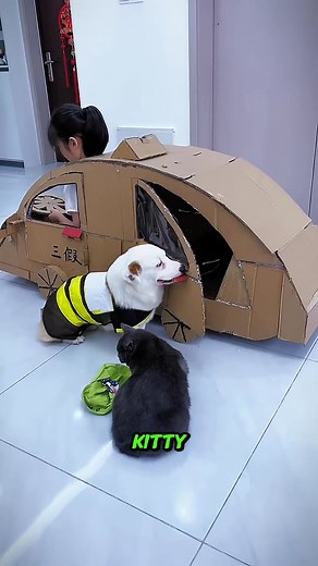 Taxi de lujo para perro 😱 #reflexiones #reflexion #movieclips #movie #viralpost #Japon | CorteViral