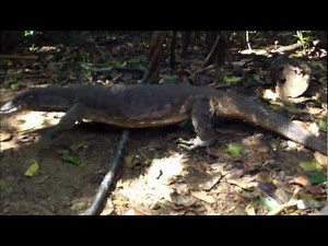 Wild Komodo Dragons at the Underground River Ranger Station, Puerto Princesa, Palawan 122211