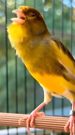 The detailed yellow and dark plumage of this Canary shines beautifully in the natural light ​#YellowCanary #VariegatedCanary #Canary #Birds #Nature #Wildlife #BirdPhotography #BirdWatching | Ranger Canary