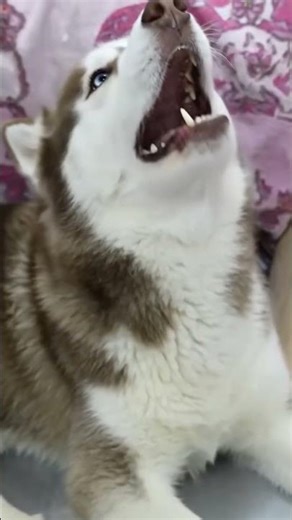 Danielle‘s dog Ghost howling sound effect ￼