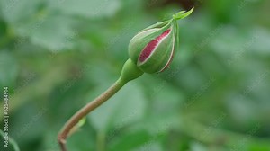Unopened red rose bud. Macro shot. Insect pests crawl on the bud. Floriculture, growing flowers, plant care concept. HDR BT2020 HLG Material.