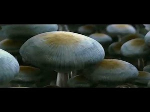 THX Amazing Life (2007) DVD Version