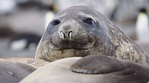 While trying to film King Penguins on South Georgia Island, Wild_Life host Bertie Gregory ran into a bit of a blubbery roadblock when some Southern Elephant Seals came out on the beach to sunbathe | National Geographic Animals