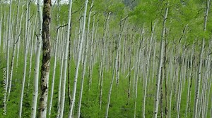 Aerial flying through an Aspen tree forest in the spring. Aspen, Colorado, USA