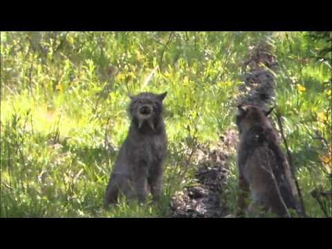 Canada Lynx Screaming at eachother