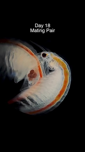 Sea Monkey growth under the microscope 🔬