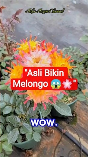 Bunga Api Hidup! Warna Menyala Bikin Takjub 🔥🌸 #viral #flowers #shorts