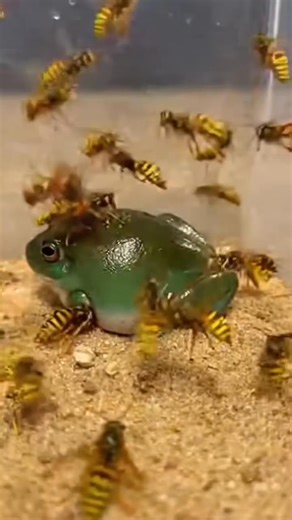 Toad 🐸 vs Wasps 🐝 — near a shallow muddy puddle after rain, a sturdy toad stays perfectly still while several wasps dart sharply through the humid air above. Eyes narrow, wings buzz intensely, and in a sudden spark of instinct and reaction, grounded patience meets airborne chaos in a dramatic micro-wildlife encounter. ⚠️ This scene is fictional and created for cinematic storytelling, no real animals harmed. AI Generated. #usa #wildlife #ToadVsWasps #NatureDrama | Insect Planet