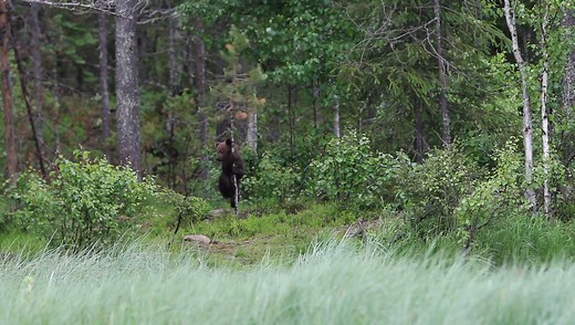 🐻 Bear-Kuusamo is the northernmost bear-watching destination in Finland, offering a unique opportunity to observe bears in their natural habitat. In this video, the mother has to take care of her small cubs, which weigh only about seven kilograms, all the time. The cubs are still so small that, when viewed against the light, their delicate fur appears slightly fluffy. Well, they still have time to develop before going into winter hibernation in October ❄️. With 🐻 Bear-Kuusamo, you can experien