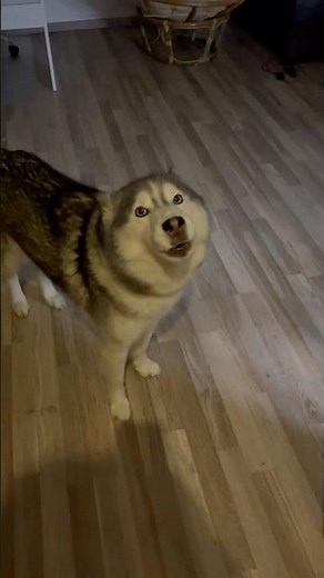 Why Huskies Are the Most Dramatic Dogs