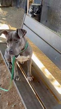 ACCT Philly Shelter Dogs 🐾♥️🐾