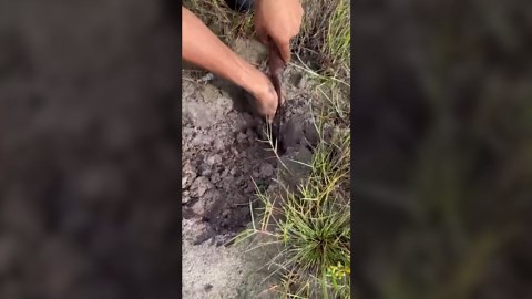 Wild Animals and Food