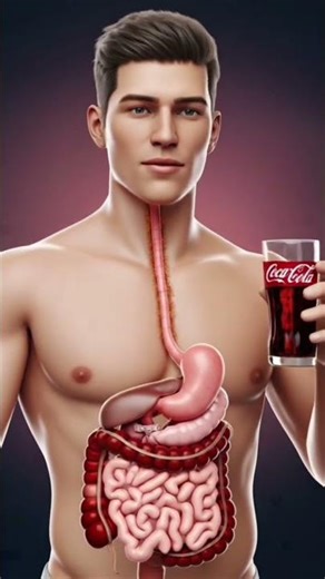 Liquid Flow through Organs | 2D Human Anatomy # shorts