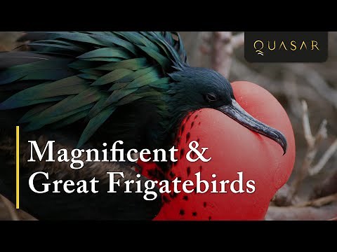 Magnificent & Great Frigatebirds Footage In The Galapagos from Quasar