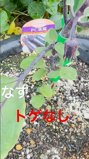 棘なし茄子🍆 花芽できましたよ！#茄子栽培 #茄子 #茄子育て方 #なす栽培 #なす #なす育て方 #ナス栽培 #ナス #家庭菜園 #野菜栽培
