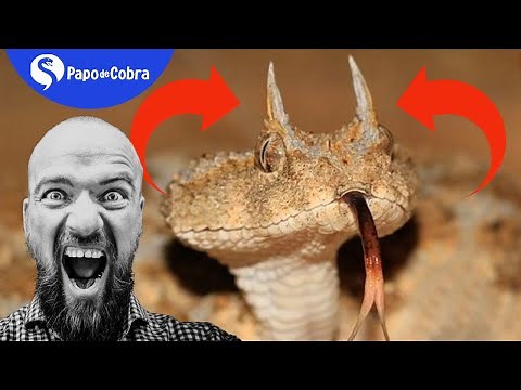 Víbora de Chifres - Cerastes cerastes | Papo de Cobra