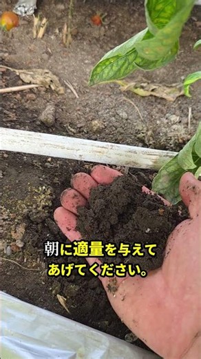 花は咲くのに実がならない！トマトの花が落ちる3つの原因と対策 #Shorts