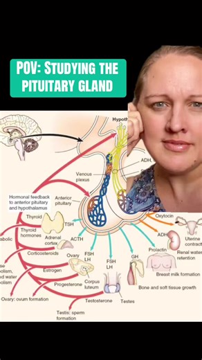 The Pituitary 🙄 #medstudent #medicineexplained #medicalstudent