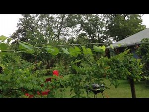 June 29th All my Muscadine Varieties