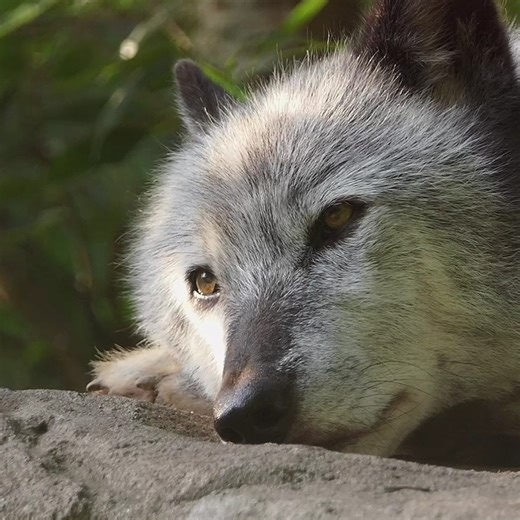 Zephyr reminds us what we're fighting for - a better world for wolves 🐺 | Wolf Conservation Center