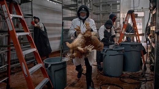 The US hasn't seen a human bird flu case in 3 months. Experts are wondering why