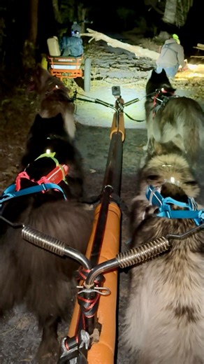 Small tree down our portable chainsaw can handle to keep us mushing! Approximately 35 miles out of Washington DC! | WooFDriver