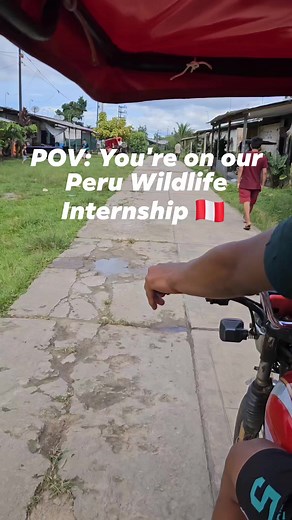 4K views · 25 reactions | Peru Wildlife Internship Open to vets,...