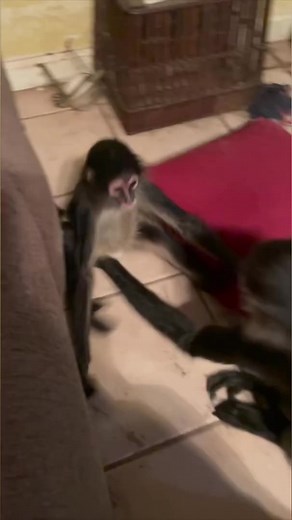 17K views · 235 reactions | Spider Monkey playtime #monkey #playing #fun #animalrescue | The CARE Foundation | Facebook