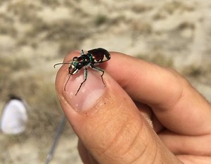 Tiger beetles: fierce hunters, fast movers