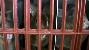 Abattoir de lapins Orylag - fourrure et viande