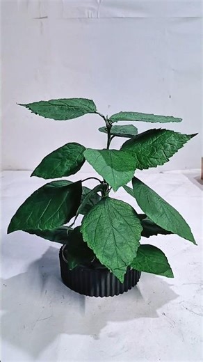 Followed a tutorial and this is how it turned out #vairalvideo#youtubeshorts#ytshorts#yt#diy