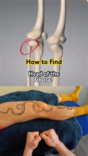 How to find the head of the fibula - Anatomy & palpation 📍 💪🏻 🧐