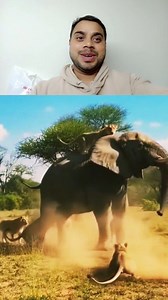 A funny yet realistic jungle moment captured in stunning 4K! Playful lion cubs keep teasing and jumping on their father while he tries to rest. Annoyed, the big lion reacts and pushes the cubs aside-only to stop instantly when the lioness steps in. The powerful male lowers his head in submission as the female lion takes control, creating a hilarious family drama in the wild. One continuous wide-angle shot, natural sunlight, real jungle sounds, no background music, no cartoon effects-100% authent