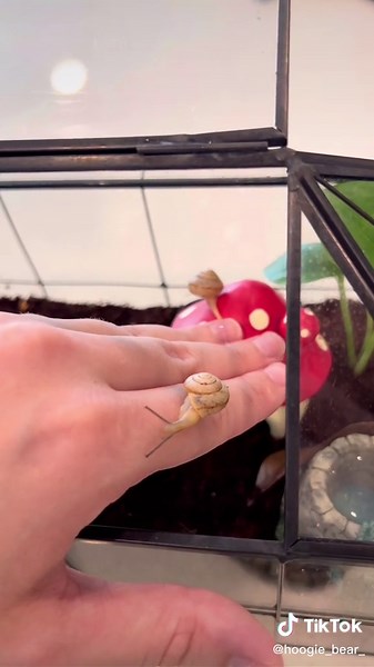 Tips for Keeping Pet Snails: Setting Up a Snail Terrarium