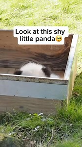 295K views · 4.5K reactions | Newborn pandas are tiny, blind, and...