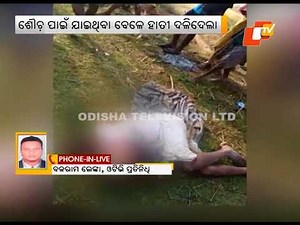 Elephant tramples elderly woman to death