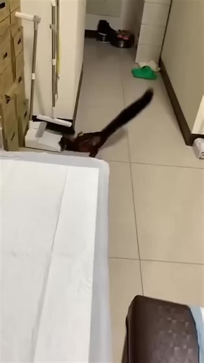 5.9K views · 33 reactions | What is the reason behind flying squirrels exhibiting a behavior that resembles playing dead? #lifestyle #facts #wildanimals #about #animals #nature #wildlife | Most strange animals | Facebook