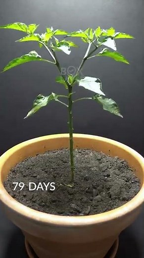 Tu sais comment faire pousser des piments rouges ? 🌶️🔥