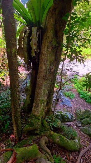 Northbrook Gorge #adventure #explore #hiking #outofcomfortzone #getoutside #hikinglife #exploremore