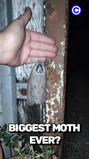 This Giant Moth Looks Like an Alien 🦋😱 #GiantWoodMoth