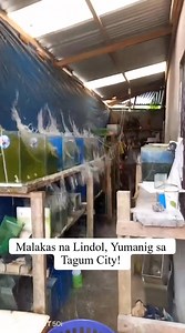 LINDOL SA DAVAO DEL NORTE! Malakas na lindol ang naramdaman sa Tagum City, Davao del Norte ngayong Biyernes ng umaga, Oktubre 10, 2025. Sa video na kuha ni Pitik ni DanPah, makikita ang tindi ng pagyanig—maging ang tubig sa mga aquarium ay natapon dahil sa lakas ng lindol. 🎥Pitik ni DanPah "Edukasyon...Respeto...Serbisyong tapat para sa inyo...MARCELINEANS!" #SerbisyongSORIA #TatakERS | San Marcelino Public Information Office