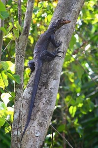 Sago monitor - Alchetron, The Free Social Encyclopedia