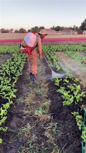 Planting Spinach: Tips for a Successful Garden
