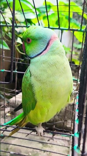 Mitthu Ki Awaaz😊😃🦜 #talkingparot #parrot #birds #nonstoptalkingparrot #pets #greenparrot