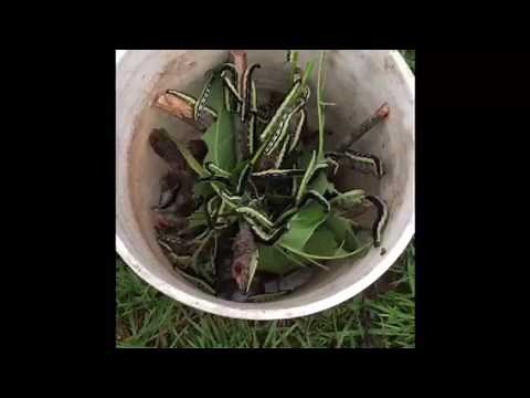How to harvest Catalpa Worms for fishing